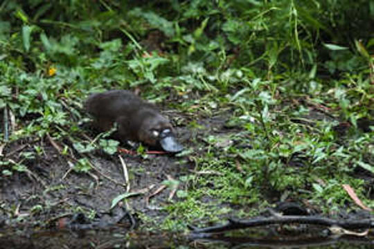 Wild platypus treated at Healesville Sanctuary