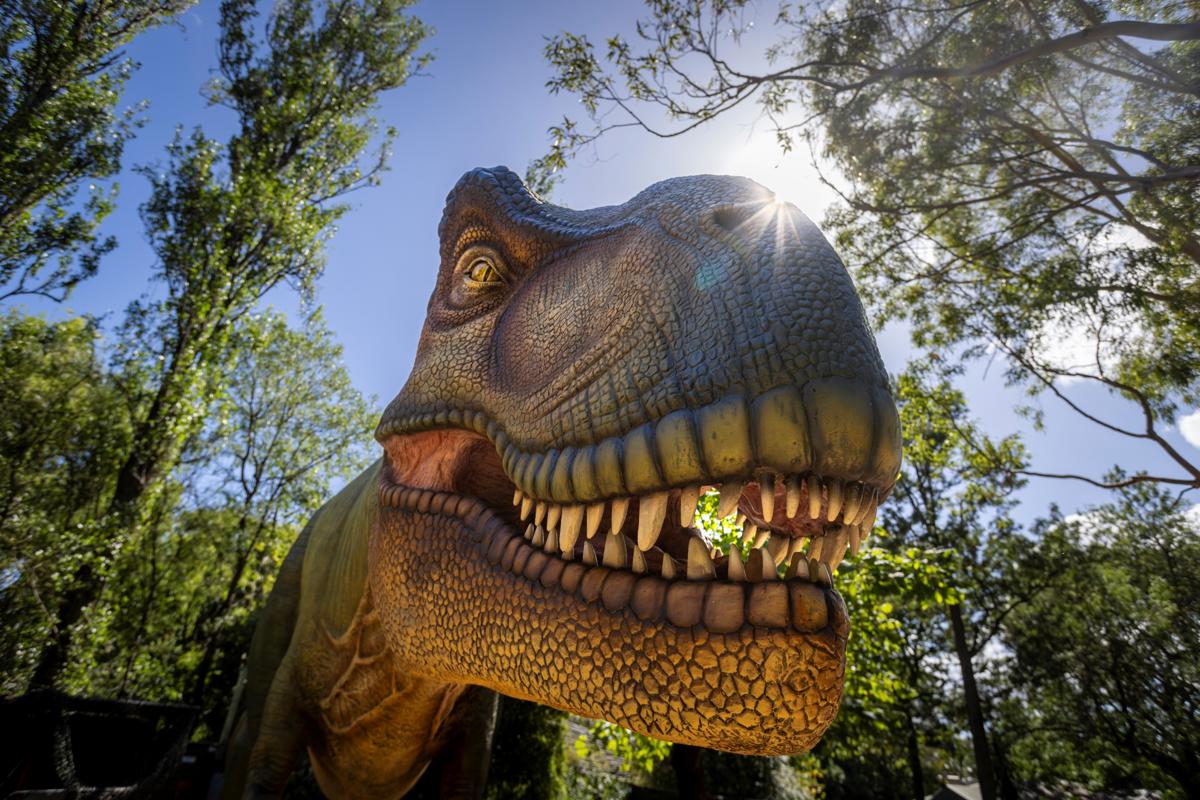 T-rex in the sunshine, seen from below.