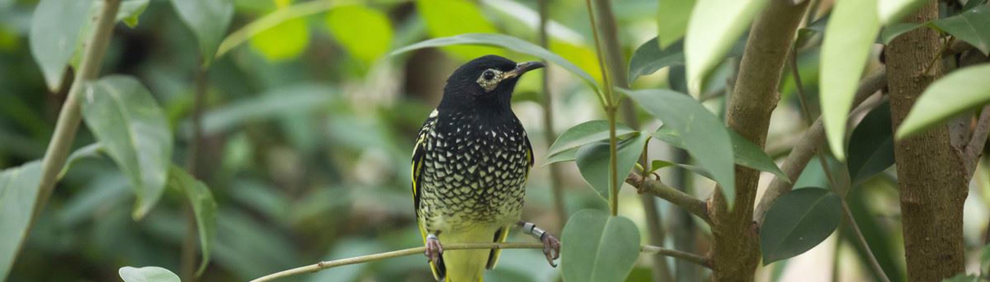 Regent Honeyeater, with their black head and yellow speckled body with yellow tail, standing on a tree branch amongst the leaves.