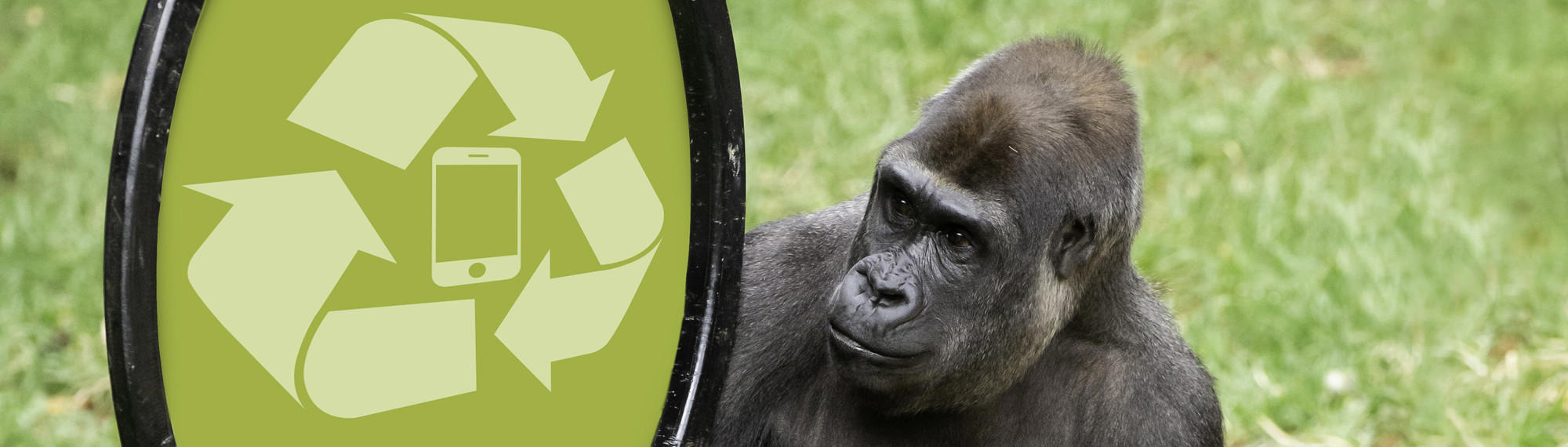 A Western Lowland Gorilla holding a ring containing a chartreuse green "They're Calling On You" sign.