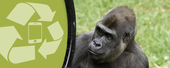 A Western Lowland Gorilla holding a ring containing a chartreuse green "They're Calling On You" sign.