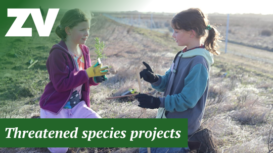 "ZV Threatened Special Projects" - two young gardeners planting a small tree in a grassland plain.