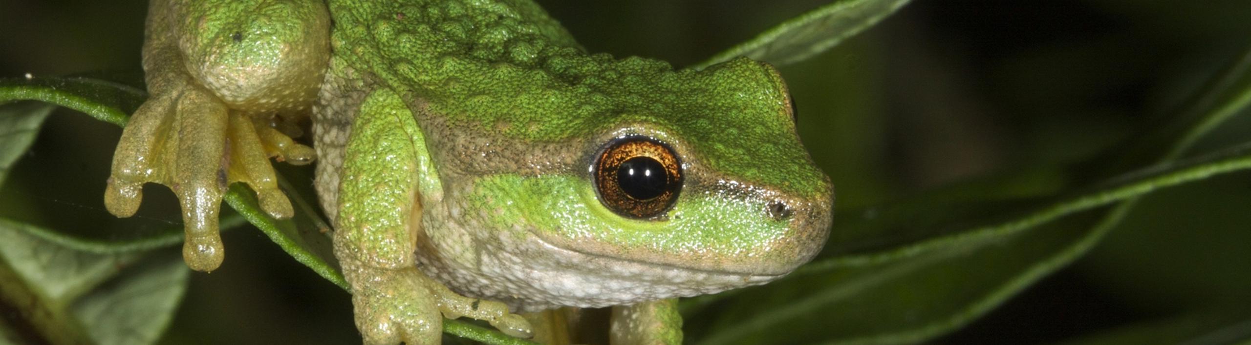 A close-up of a green frog looking side on, perching on a green leaf