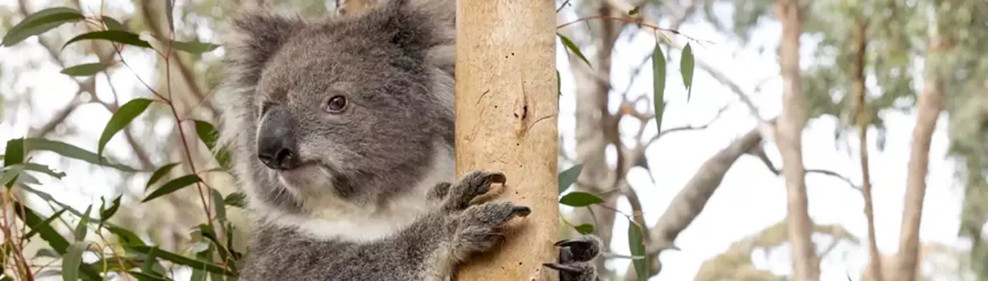 A Koala climbing a tree, looking right (left of frame).