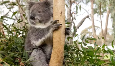 A Koala climbing a tree, looking right (left of frame).