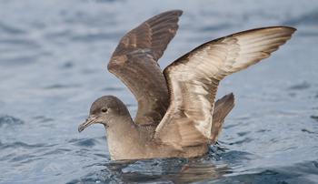 A Short-tailed Shearwater floats in the water with its wings outstretched above it