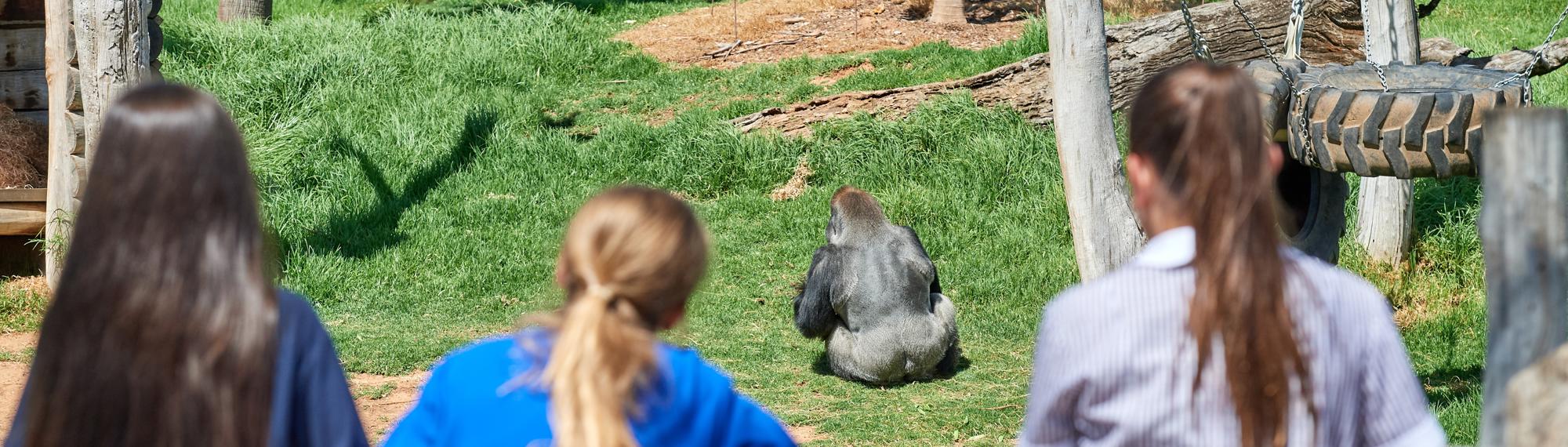 Four students watch a Western Lowland Gorilla in his habitat, all facing away from the camera.