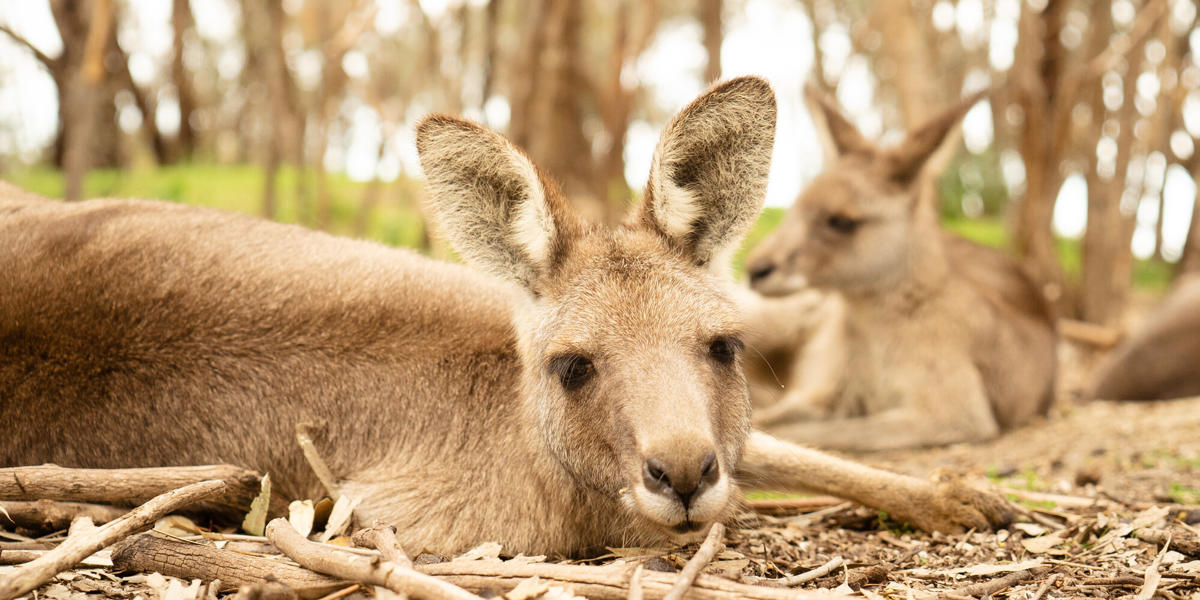 Two Eastern Grey Kangaroos lying down amongst some sticks and bark.