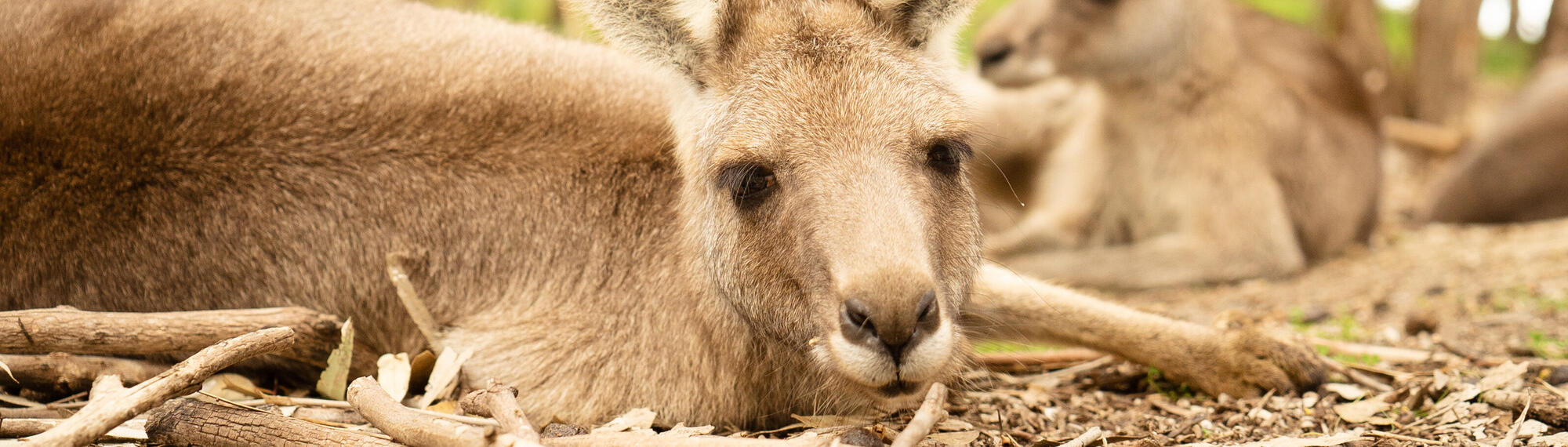 Three Eastern Grey Kangaroos lying down amongst some sticks and bark.
