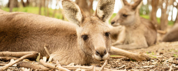 Three Eastern Grey Kangaroos lying down amongst some sticks and bark.