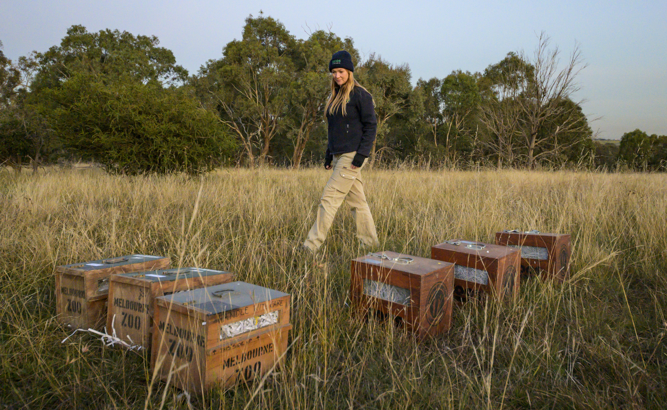Keeper with six wooden hutches on a grassy plain at dusk.