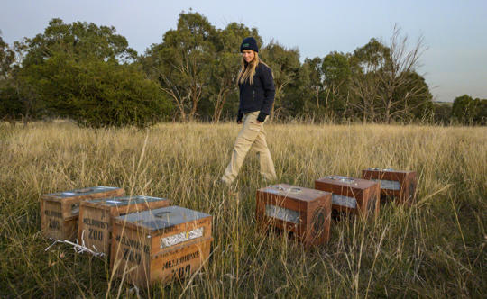 Keeper with six wooden hutches on a grassy plain at dusk.