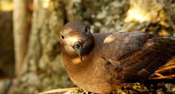 A brown bird sits on a rocky surface and stares directly at the camera.