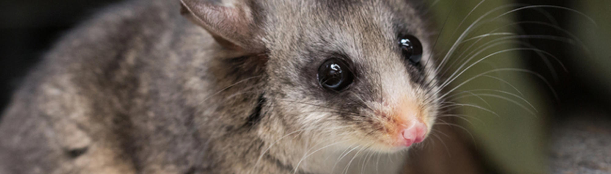 A Mountain Pygmy-Possum on a mossy rock surface, facing right.
