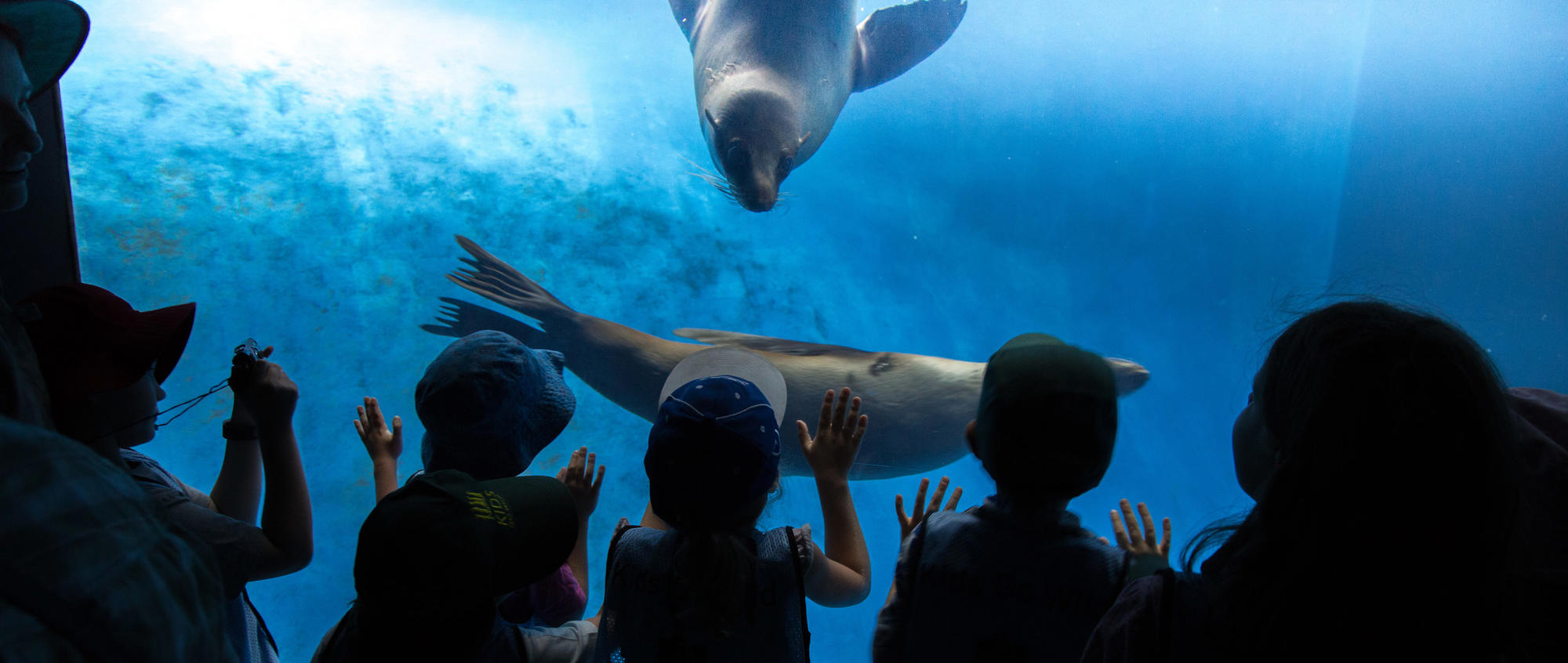 A behind view of six children watch two seals play is the blue of the Wild Sea habitat at Melbourne Zoo