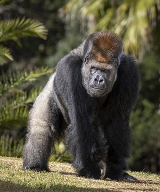 40-year-old male Western Lowland Gorilla, Motaba, walking and facing right of frame.