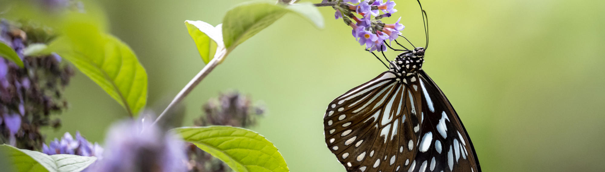 Butterfly Sitting On Flower 