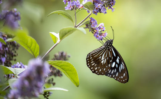 Butterfly Sitting On Flower 