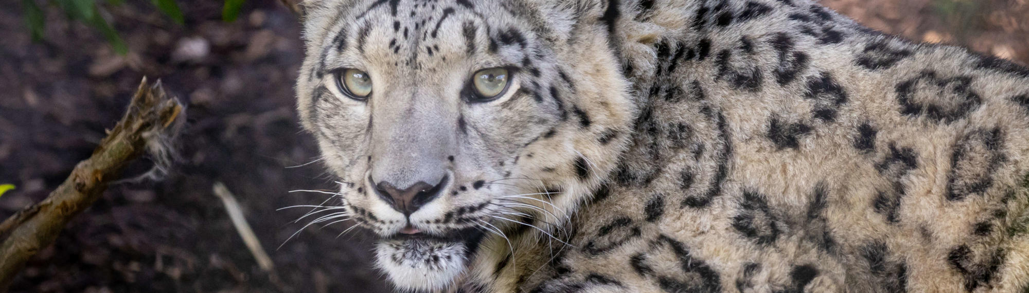 Portrait of a Snow Leopard with light green eyes, black markings, and light grey fur.