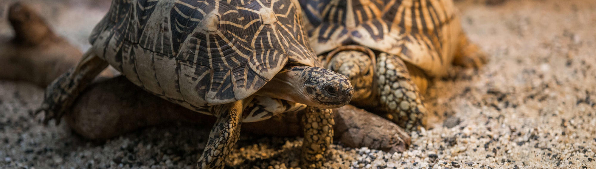 Two patterned Star Tortoises at Melbourne Zoo Reptile House, one in front of the other.