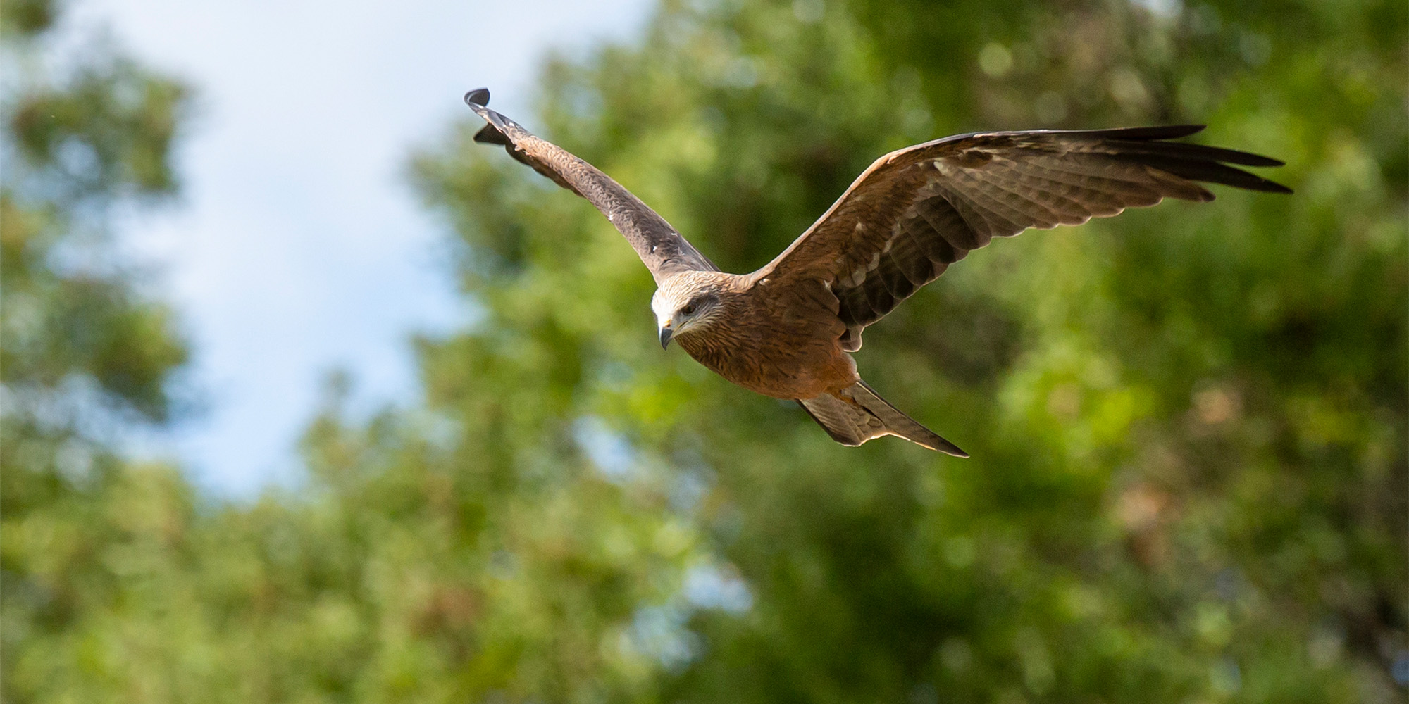Black Kite, flying left.