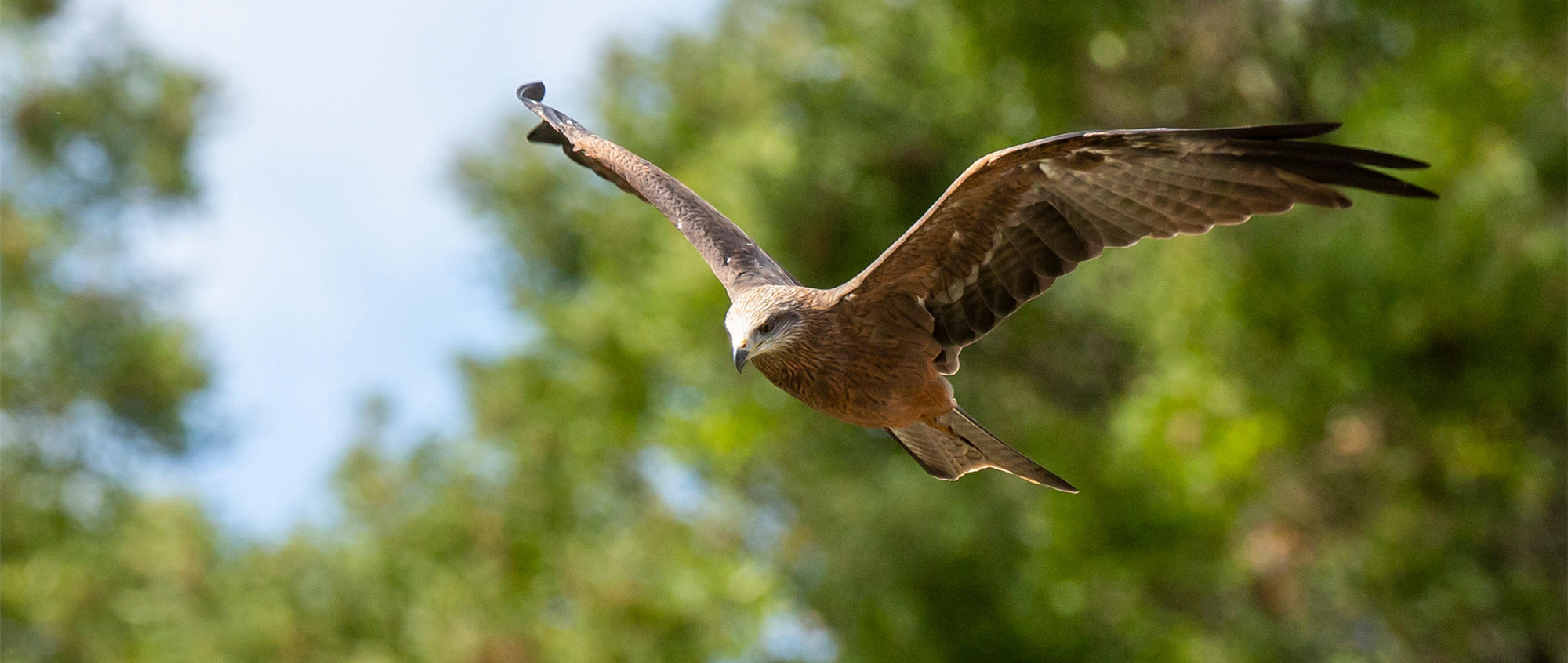 Black Kite, flying left.