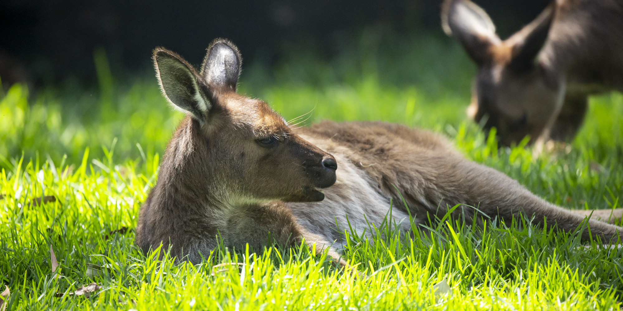Kangaroo Island Kangaroo laying down in soft green grass. Its looking to the left with its mouth slightly open. Another kangaroo is grazing behind it.