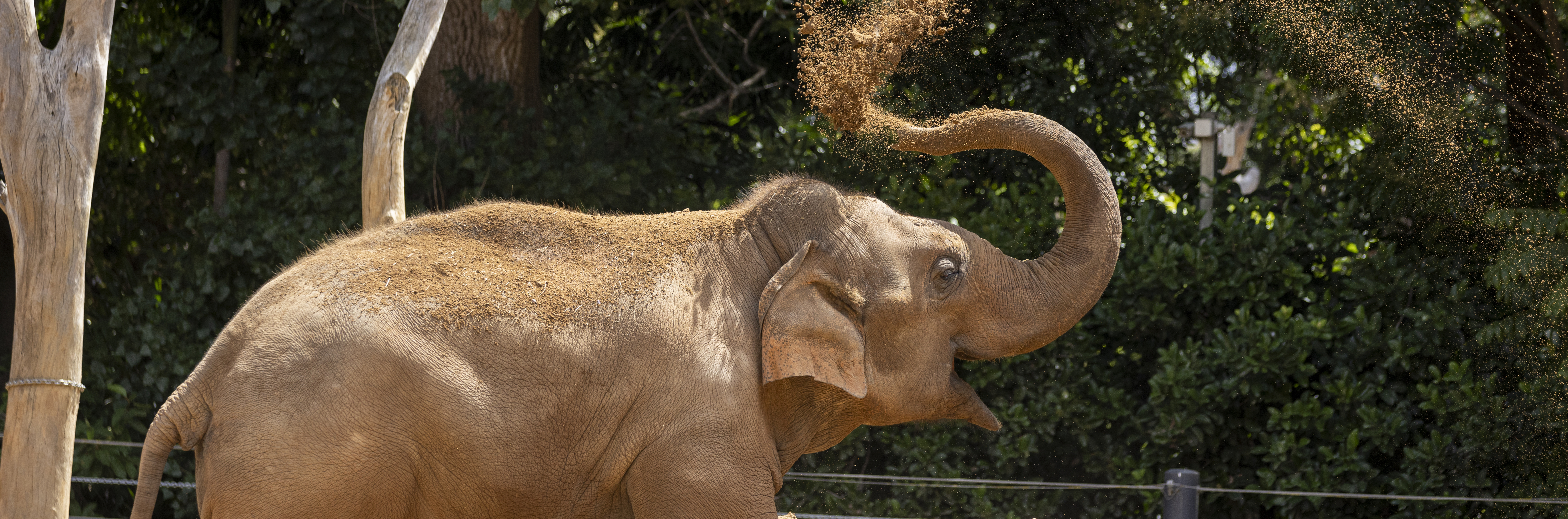 Asian Elephant raising their trunk as they blow dirt into the air .