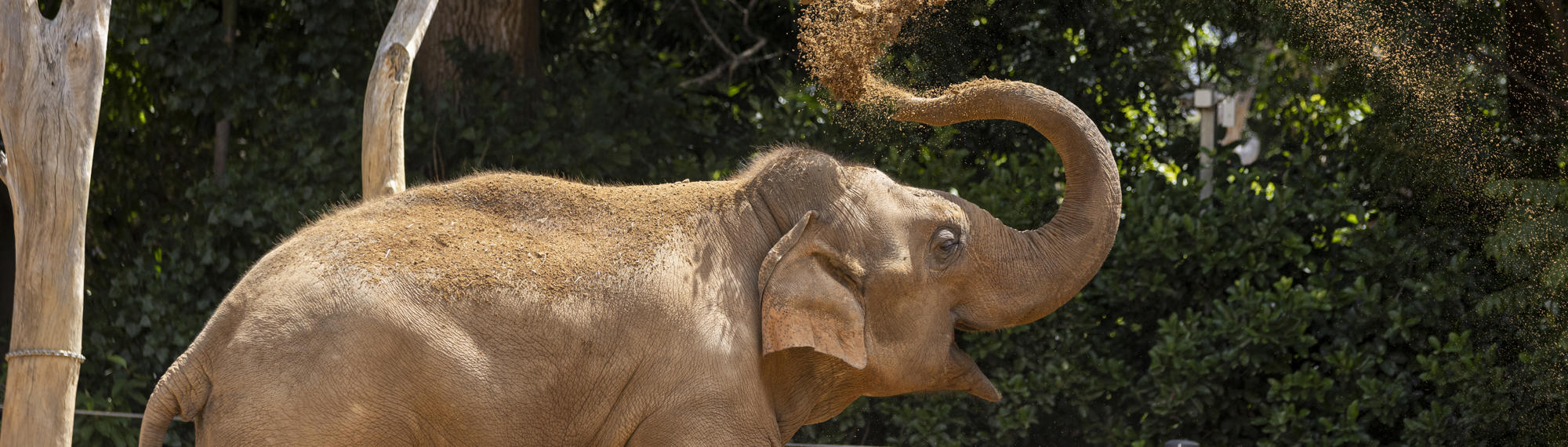 Asian Elephant raising their trunk as they blow dirt into the air .