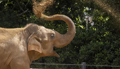 Asian Elephant raising their trunk as they blow dirt into the air .