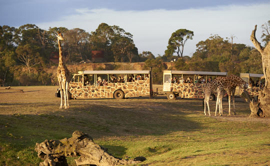 Visitors in Safari Bus, watching three Giraffes - two eating on the right - during Sunset Safari event.