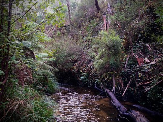 A brown river flows through a valley of fern and gum trees