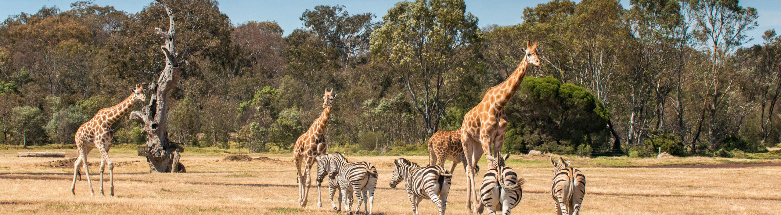 A group of five zebras and four giraffes on the open Savannah at Werribee Open Range Zoo.