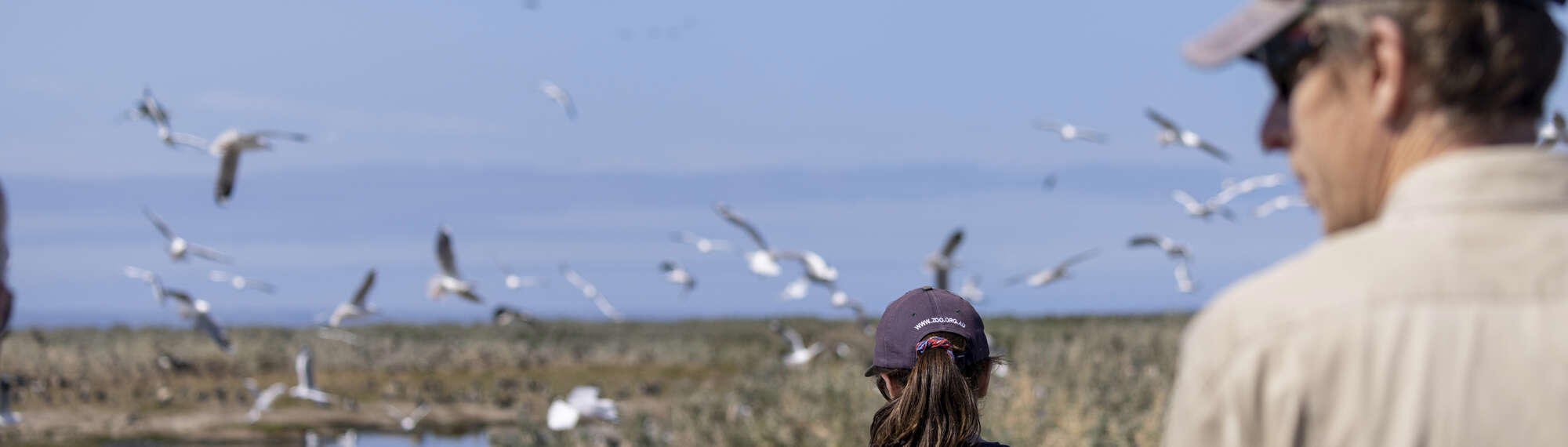 At least three Zoos Victoria staff walking near a coastal wetland, with a flock of seagulls flowing overhead.