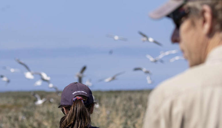 At least three Zoos Victoria staff walking near a coastal wetland, with a flock of seagulls flowing overhead.