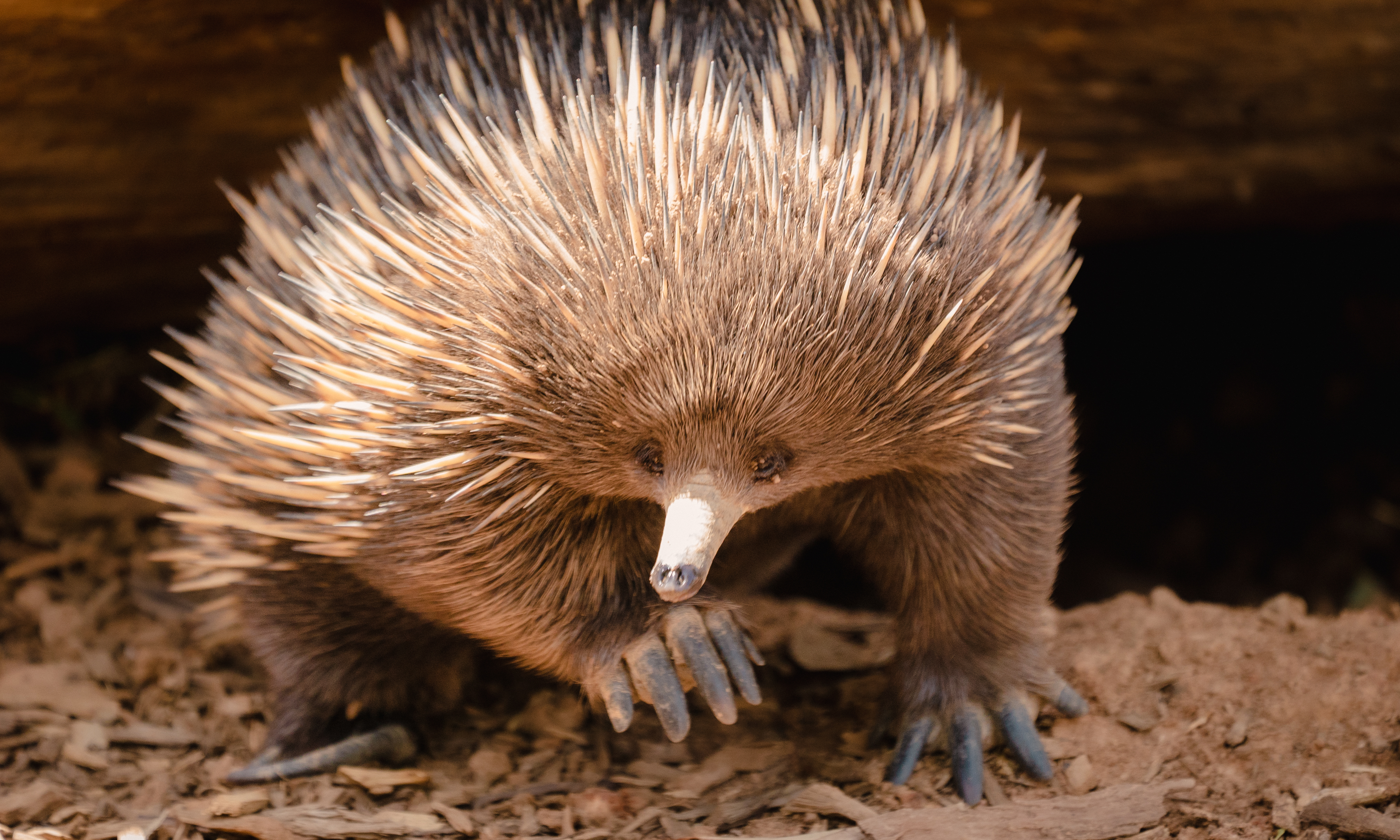 Echidna sitting beneath log, looking right to the camera.