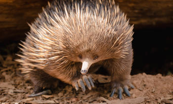 Echidna sitting beneath log, looking right to the camera.
