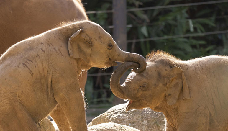 Two Asian Elephant calves linking trunks as they play in the sunshine