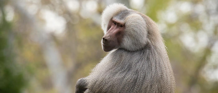 Adult Male Baboon High Up On A Log Looking Back To Camera