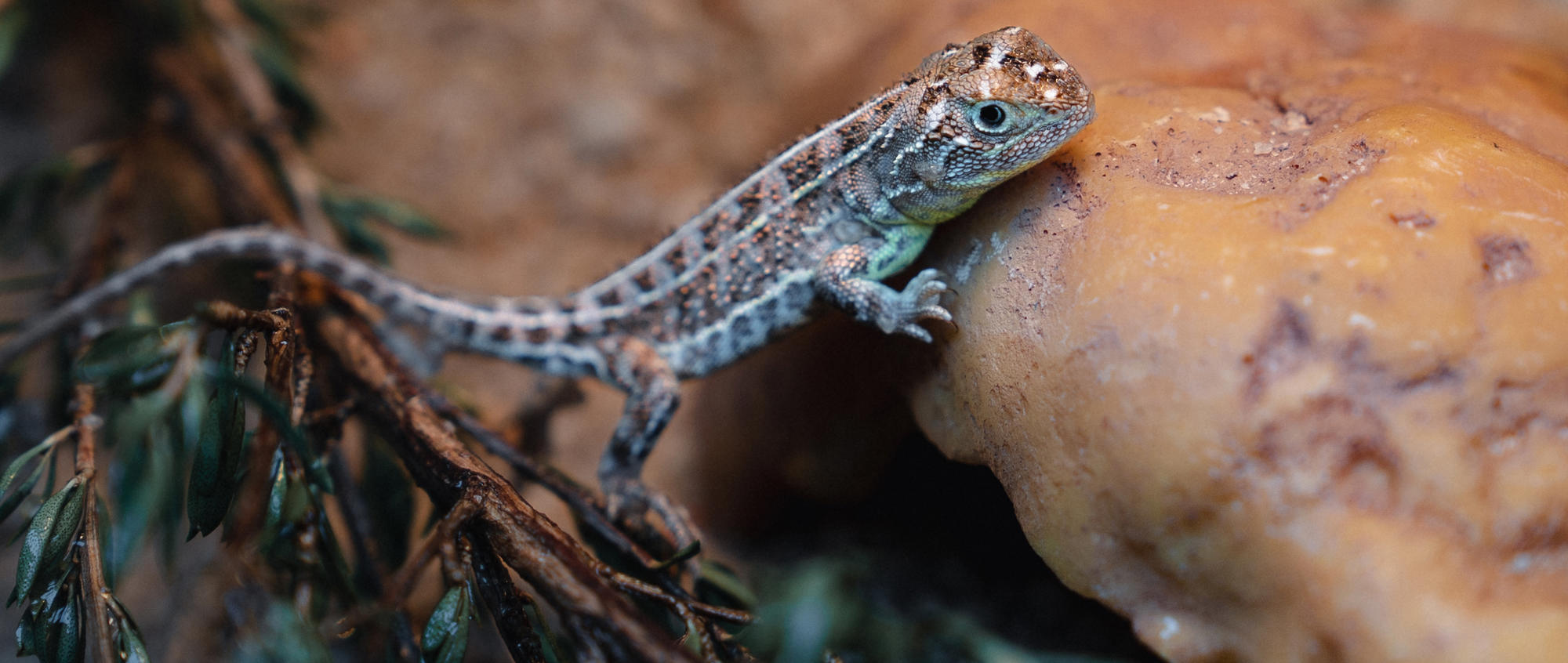 Victorian Grassland Earless Dragon in the Conservation Breeding Centre at Melbourne Zoo