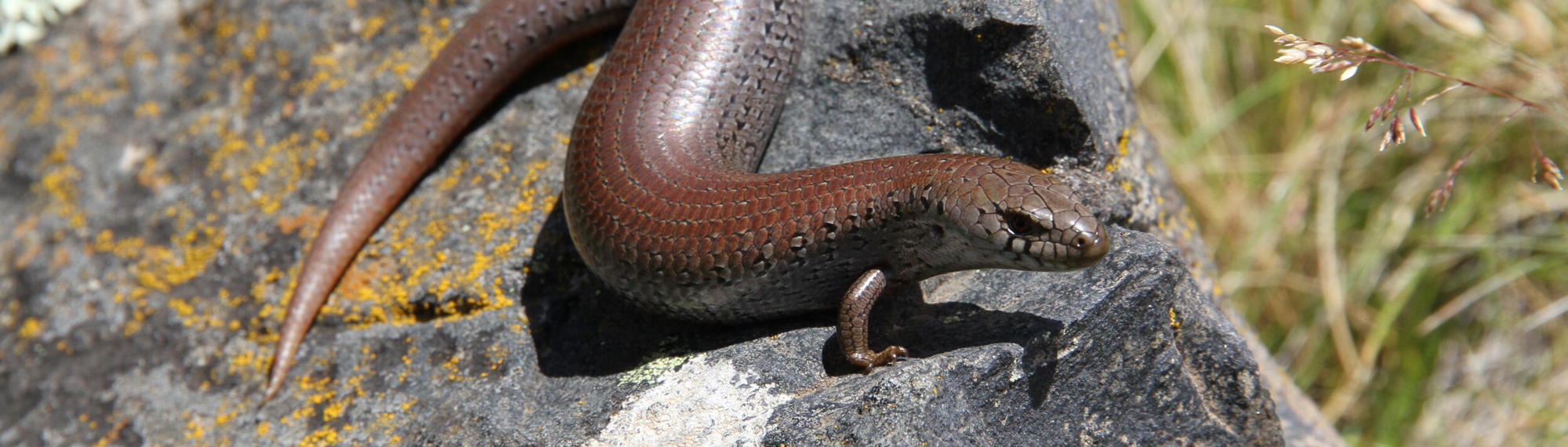 An Alpine She-Oak Skink basking on a rock in the sunshine.