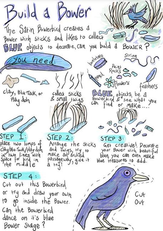 "Build a Bower" - illustrated instructions on how to craft a Satin Bowerbird.