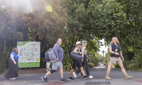 A group of four visitors are walking through Melbourne Zoo with a staff member, carrying overnight bags. 