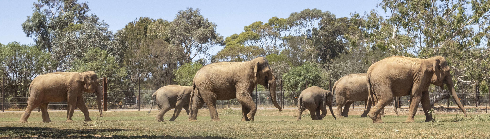 Six Asian Elephants, all pacing right in their paddock.
