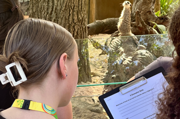 Three guests, one holding a clipboard, looking at a Meerkat in sentry who's looking back at them.