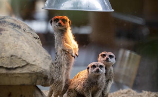 Three Meerkats under a heat lamp, all looking to the camera.