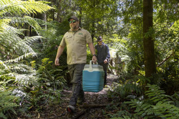 Two Keepers partaking in Baw Baw Frog release, one holding a case of them, in a mountain forest.