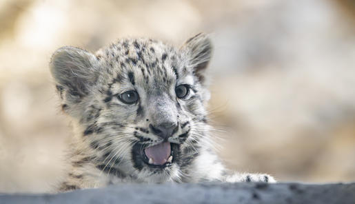 Close-up of Snow Leopard cub, peeking over a rocky surface with their mouth open.