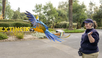 Blue-and-Yellow Macaw in Flight Training with a Keeper at the Main Drive Circle, headed left.