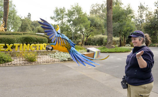 Blue-and-Yellow Macaw in Flight Training with a Keeper at the Main Drive Circle, headed left.